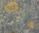 Ordovician Starfish (Petraster?) Fossil - Positive & Negative #56363-4